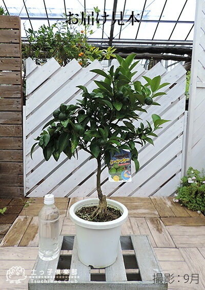 実付き 》シークワーサー 接ぎ木苗 6号鉢植え | 苗の種類,果樹,実付き