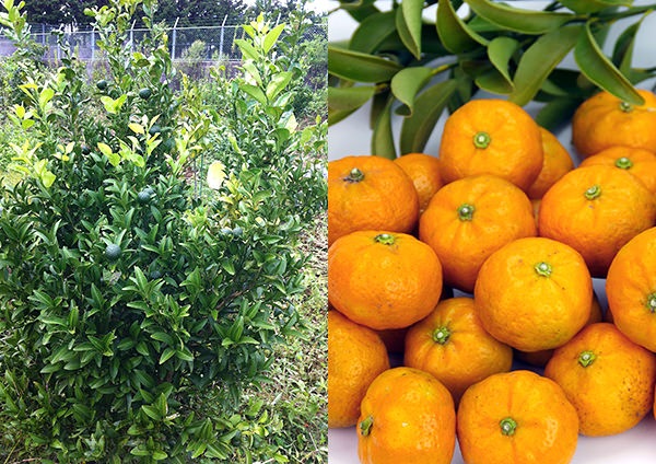 実付き 》シークワーサー 接ぎ木苗 6号鉢植え | 苗の種類,果樹