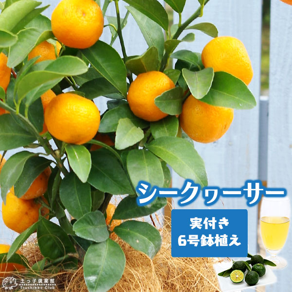 の*ん様 みかんの木（未成熟果実付き）シークワーサー 楽天市場】《 実付き 》 シークワーサー 9cmポット 接ぎ木苗