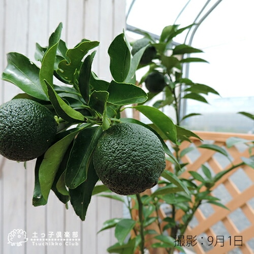 実付き 》一才ゆず 『 花柚子 』 ユズ 接ぎ木大苗 8号鉢植え 【 送料