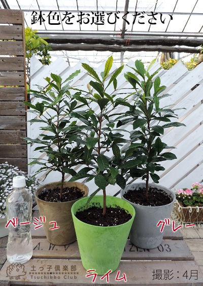 ミラクルフルーツ苗 ミラクルフルーツ苗 6号鉢入り No.6 熱帯植物の販売店「花育