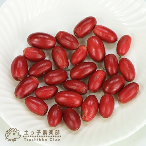 ミラクルフルーツ 90cm 8号鉢 ミラクルフルーツ 90cm 8号鉢 ミラクルフルーツ