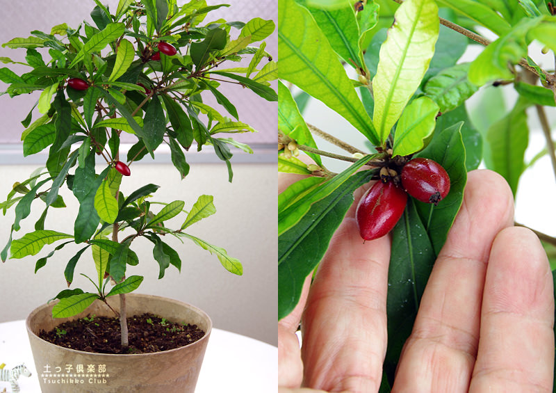 【ミルコップ】　 ミラクルフルーツ鉢植え120cm ミラクルフルーツの苗の販売をしています。実付きのいい植物 | 華こよみ