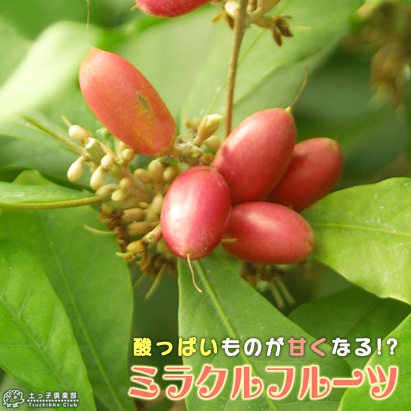 ミラクルフルーツ （ ミラクルベリー ） 大苗 7号鉢植え | 五十音順