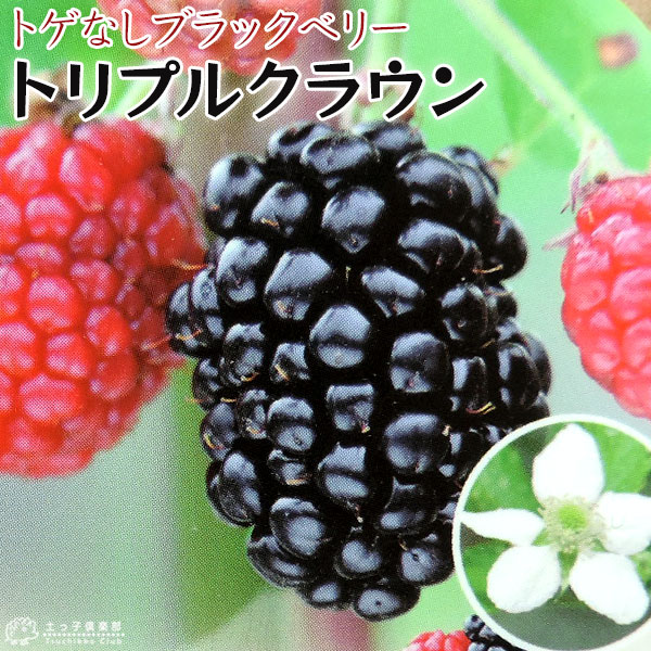 トゲなし ブラックベリー 『 トリプルクラウン 』 12cmポット苗 | 五十