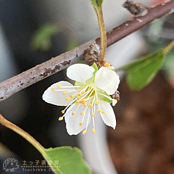 プラム 『 バイオチェリー 』（ サクランボ×スモモ交配種 ）13.5cm