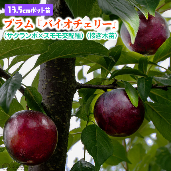 プラム 『 バイオチェリー 』（ サクランボ×スモモ交配種 ）13.5cm