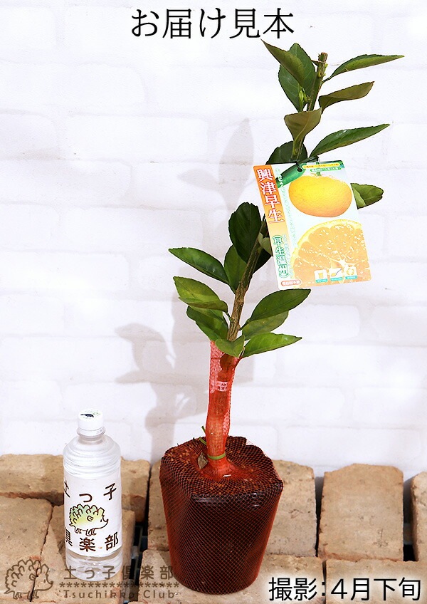 ゆずみかん ゆず香るみかん大福[亀印製菓株式会社] | 製品情報 | IBARAKI EXPORTS