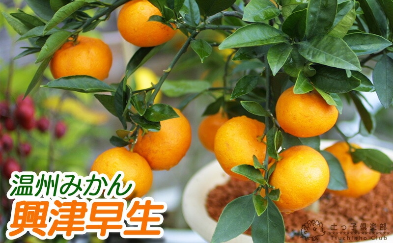 温州みかん 『 興津早生 』 15cmポット苗木 （ オキツワセ / オキツ