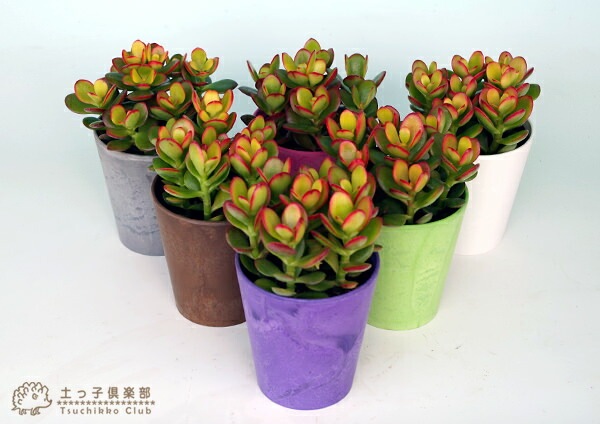 多肉植物 『 黄金姫花月 』 【 選べるカラーポット入り 】 | 五