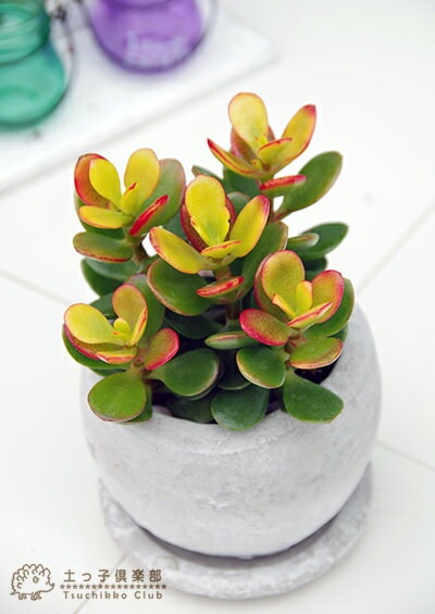 多肉植物✩.*˚姫秋麗 ポットごと 姫秋麗 ポットのまま 多肉植物 - メルカリ