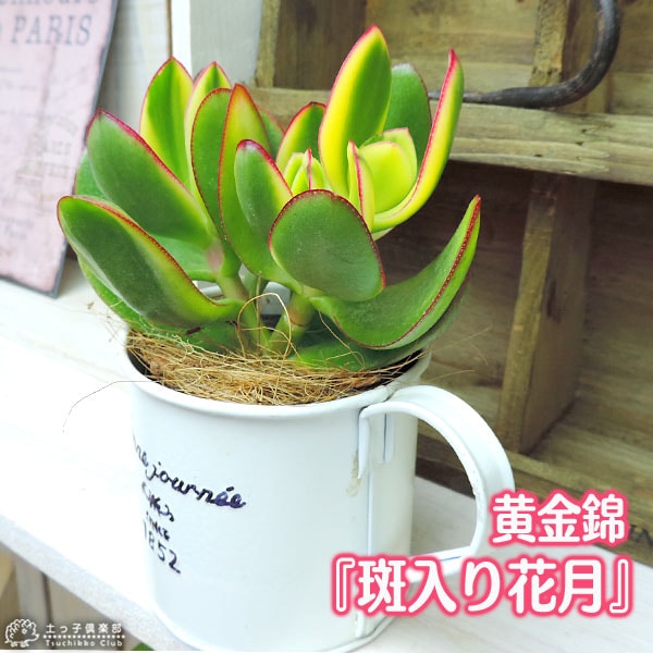 斑入り植物専門店〜錦〜　同梱価格　２点 多肉植物 『 斑入り花月 』（ 黄金錦 ） 9cmポット苗 | 苗の種類