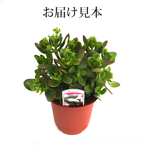 桜花月　花咲く　金のなる木　◆ 鉢ごと発送 花咲く多肉植物 『 桜花月 （ サクラカゲツ ）』 11cm鉢 （ 金のなる木
