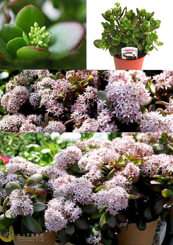 花咲く多肉植物 『 桜花月 （ サクラカゲツ ）』 11cm鉢 （ 金のなる木