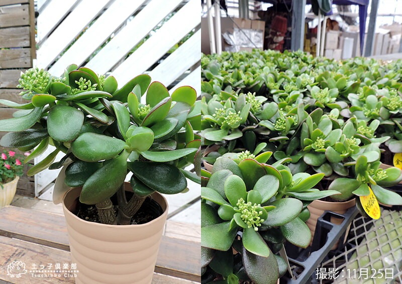 花咲く多肉植物 『 桜花月 （ サクラカゲツ ）』 11cm鉢 （ 金のなる木