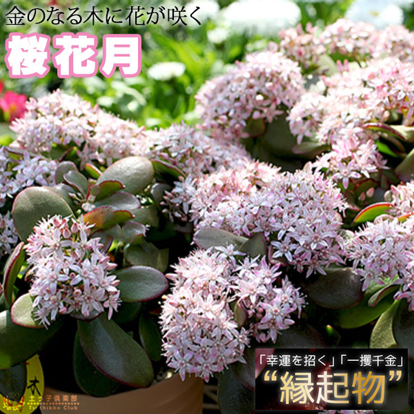 桜花月　冬に花咲く　金のなる木　◆ 鉢ごと発送 花咲く多肉植物 『 桜花月 （ サクラカゲツ ）』 11cm鉢 （ 金のなる木