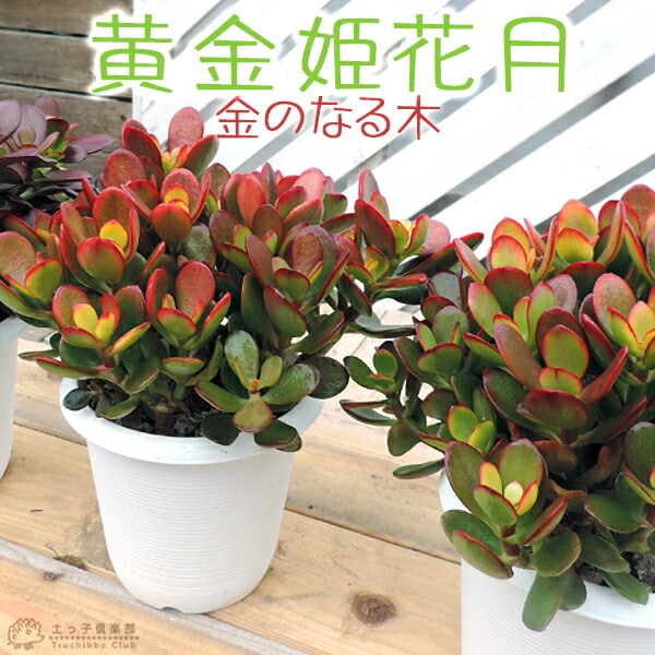 多肉植物『黄金姫花月』4号鉢植え | 五十音順（品種名）,［ア