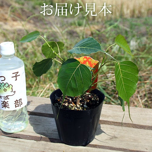 現品　フィカス　ゴムの木　インドボダイジュ　インド菩提樹　11番　曲り　観葉植物 インド菩提樹 盆栽 現品 フィカス ゴムの木 インドボダイジュ インド