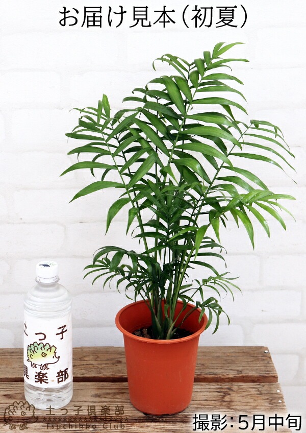 観葉 『 テーブルヤシ 』 4号鉢 ～ 5号鉢 | 五十音順（品種名）,［タ