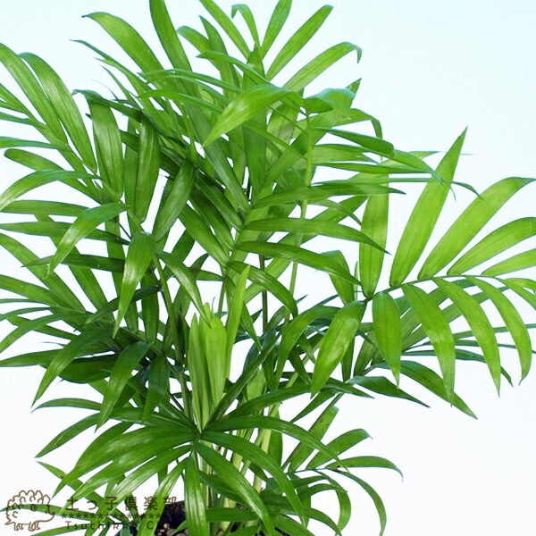 観葉 『 テーブルヤシ 』 4号鉢 ～ 5号鉢 | 五十音順（品種名）,［タ