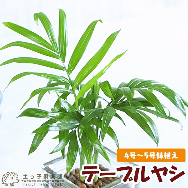 観葉 『 テーブルヤシ 』 4号鉢 ～ 5号鉢 | 五十音順（品種名）,［タ