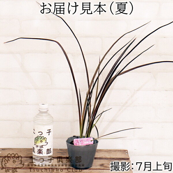 ニューサイラン （ フォルミウム ） 『 アメイジングレッド 』 銅葉