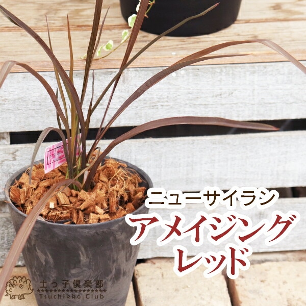 ニューサイラン1.1m大株 ニューサイラン1.1m大株 楽天市場】ニューサイラン【大株