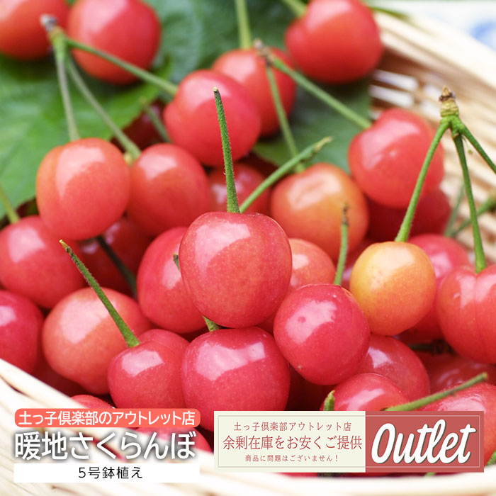 アウトレット 暖地さくらんぼ 5号鉢植え | 五十音順（品種名