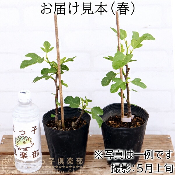 アウトレット イチジク 2年生 12cmポット苗（2個セット） | 苗の種類