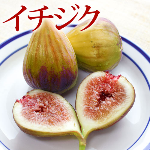 アウトレット イチジク 2年生 12cmポット苗（2個セット） | 苗の種類