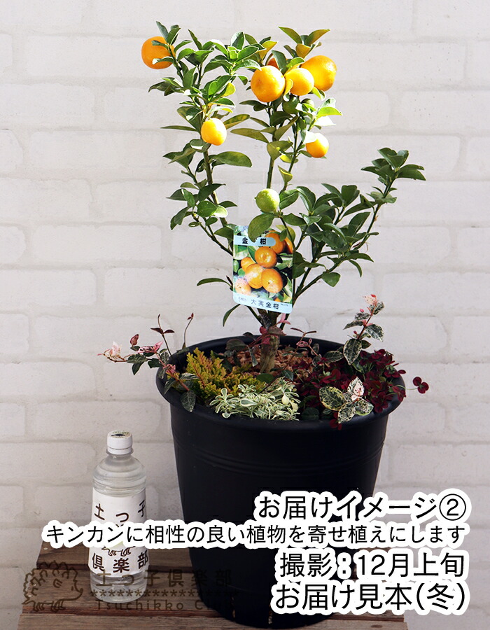 実付き!!『大実キンカンと季節の寄せ植え』30cm（10号）鉢植え【 送料