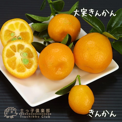 金柑 実付き!!『大実キンカンと季節の寄せ植え』30cm（10号）鉢植え【 送料