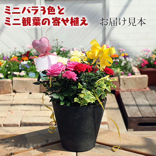 ミニバラ 寄せ 植え 母の日 ミニバラ 色と ミニ観葉 の 寄せ植え