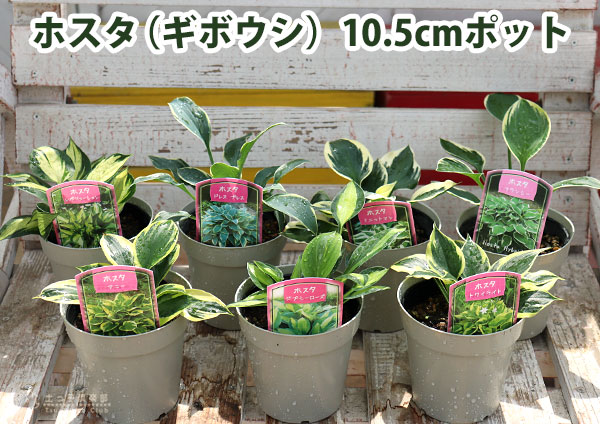 ホスタ（ギボウシ） ミニットマン 10.5cmポット苗 | 五十音順（品種名