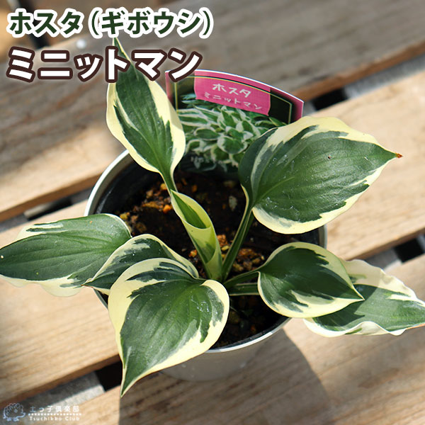 ホスタ（ギボウシ） ミニットマン 10.5cmポット苗 | 五十音順（品種名