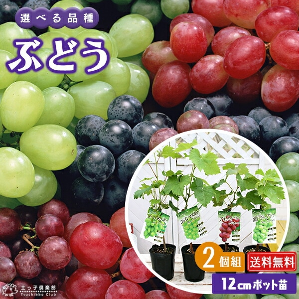 葡萄の壺 かのうたかお 線壺 KNTFV014P – 白白庵（PAKUPAKUAN）