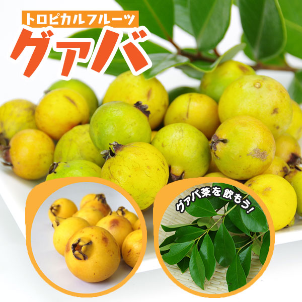 グアバ 「イエローストロベリーグァバ」13.5cmポット苗（ キミノ