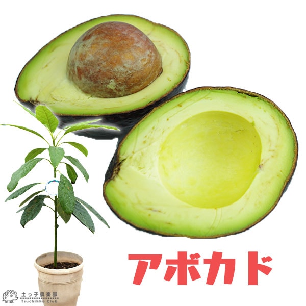 アボカド 実生苗木 5種セット 【公式通販】