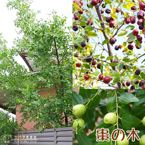 大実 ナツメ （ 皇帝なつめ ） 2年生 接ぎ木苗 8号スリット鉢植え | 苗
