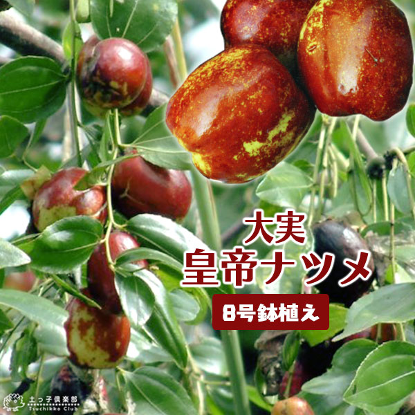 大実 ナツメ （ 皇帝なつめ ） 2年生 接ぎ木苗 8号スリット鉢植え | 苗