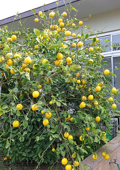 マイヤーレモン　2鉢 楽天市場】レモン 苗木 マイヤー [中] 15cmポット 2年生【ベランダで