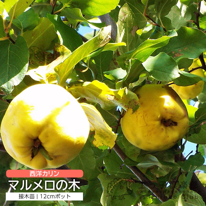 マルメロの木 12cm ( 4号 ) ポット 接ぎ木苗 （別名： 西洋カリン ） | 五十音順（品種名）,[サ]行 | 【公式】土っ子倶楽部 ...