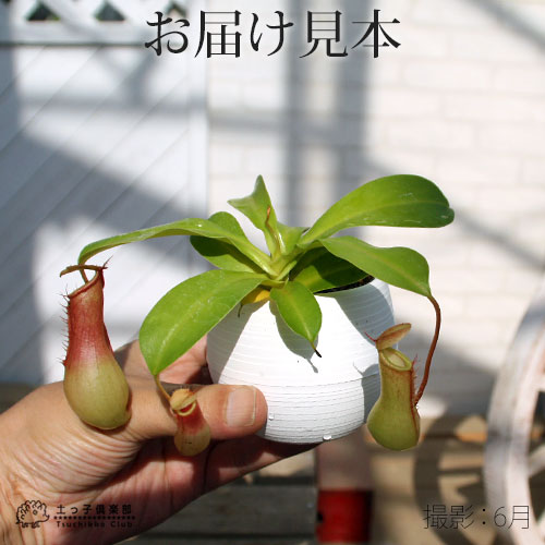 ウツボカズラ（ネペンテス）食虫植物　３種セット 楽天市場】（食虫植物）ウツボカズラ ネペンテス レッドアラタ