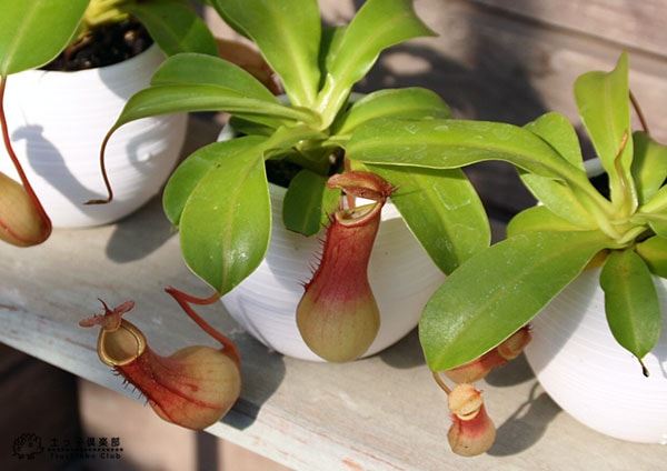 食虫植物 『 ネペンテス （ ウツボカズラ ） 』 3号鉢植え | 五