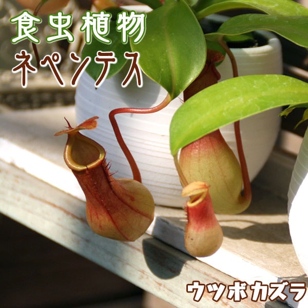 ウツボカズラ（ネペンテス）食虫植物　３種セット 楽天市場】（食虫植物）ウツボカズラ ネペンテス レッドアラタ