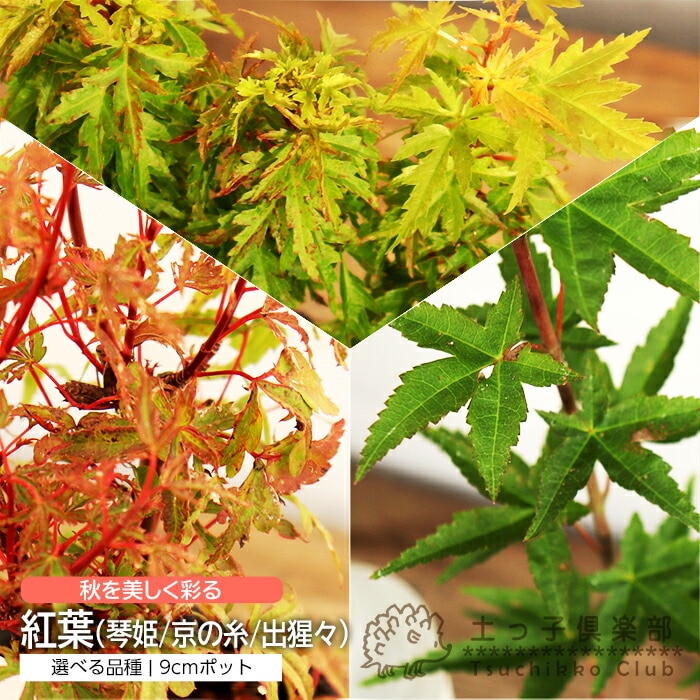 モミジ 『 紅葉 』（ 琴姫 ／ 京の糸 ／ 出猩々 〔 デショウ