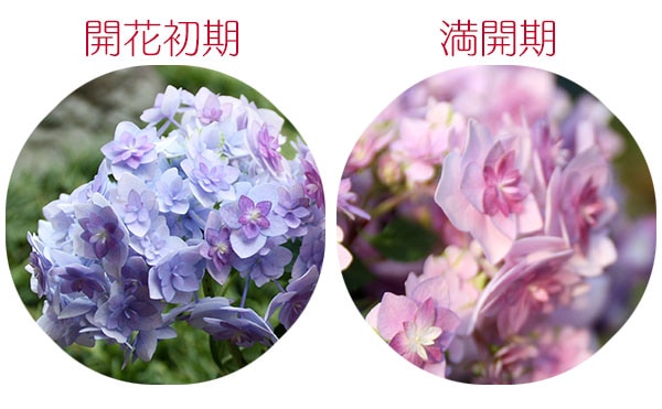 母の日 ）福岡のアジサイ『 筑紫の恋風 』【 送料無料 】（ ギフト