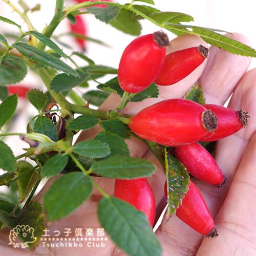 ロサ・ラクサ 『 ドッグローズ 』 （ ローズヒップ ） 2年生 12cm ( 4