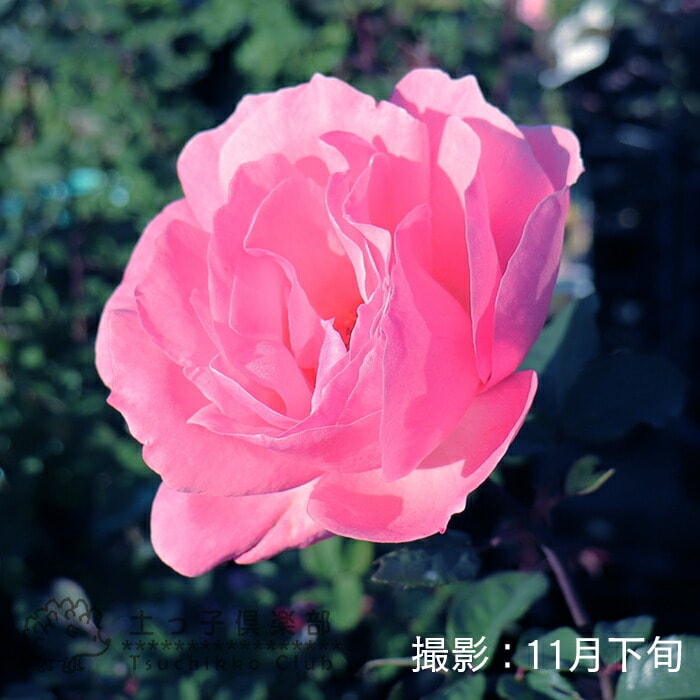 ばら 挿し木苗 11（バラの挿し木｜そだレポ（栽培レポート）by