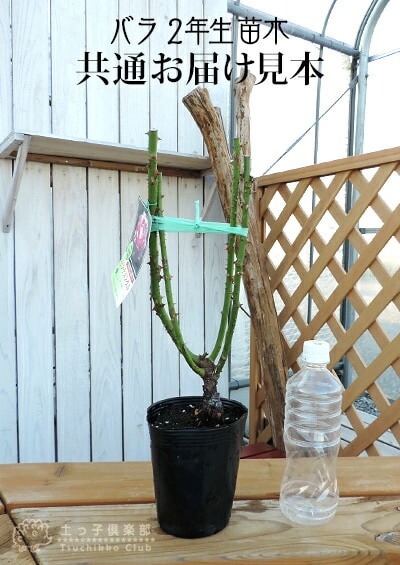 四季咲き 大輪 『 シャーコック 』 2年生 接ぎ木苗 （ ハイブリット